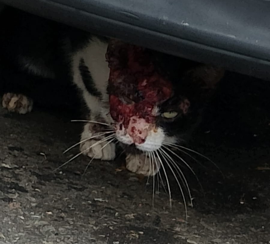 Foto gato com esporotricose em Piraquara